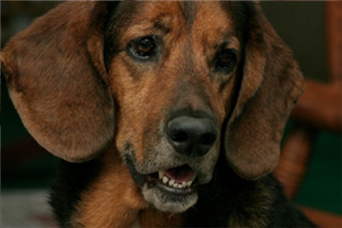 Read more about the article Hurricane preparedness for your pet.