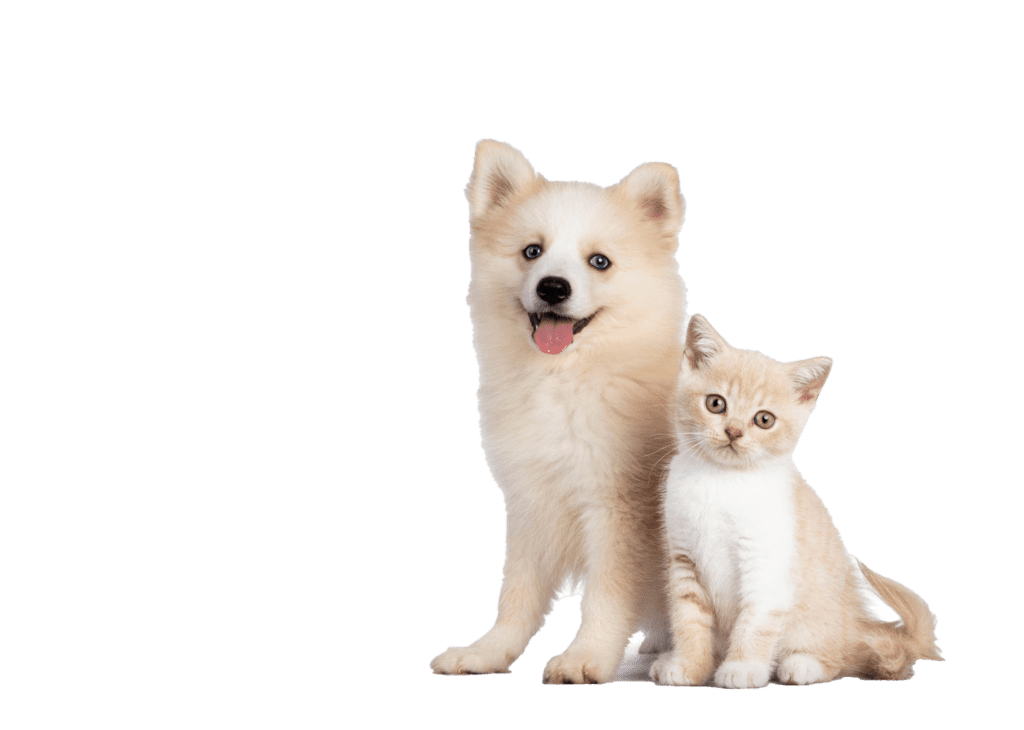 Fluffy beige puppy and beige and white kitty await their veterinarian.