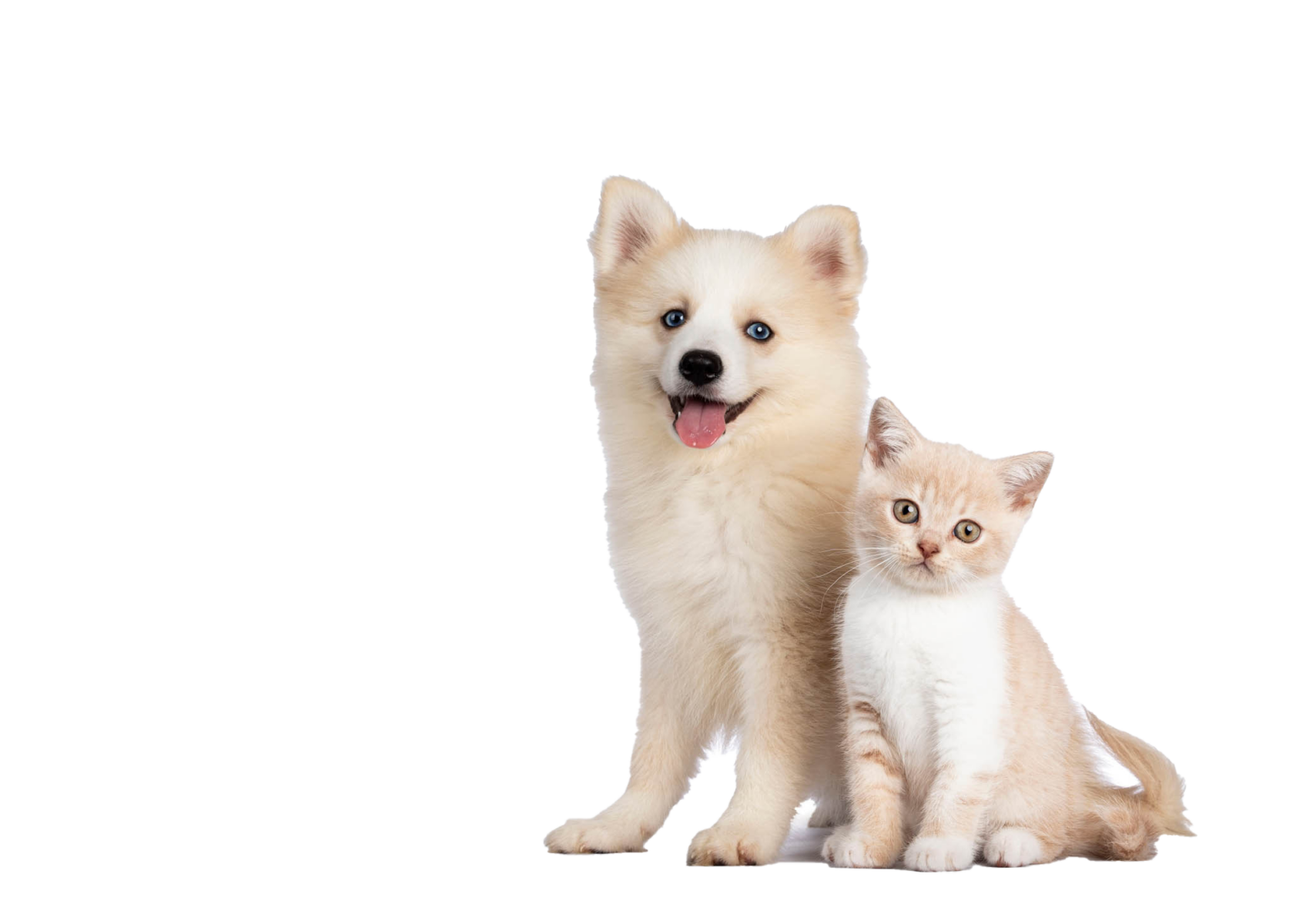 Veterinarians Rocky Point | Rocky Point Animal Hospital